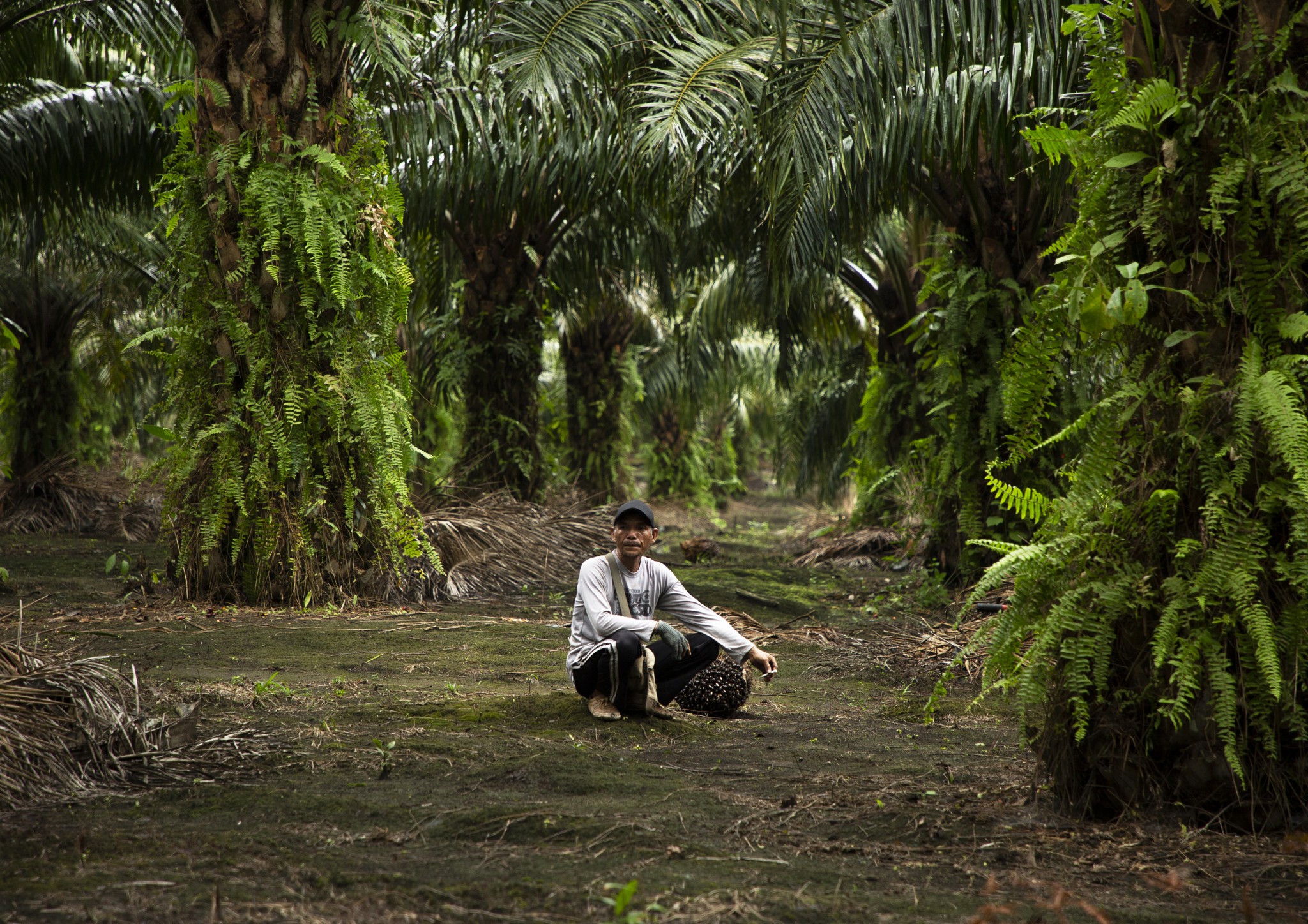 Indonesia Palm Oil Plantation Worker Deforestation