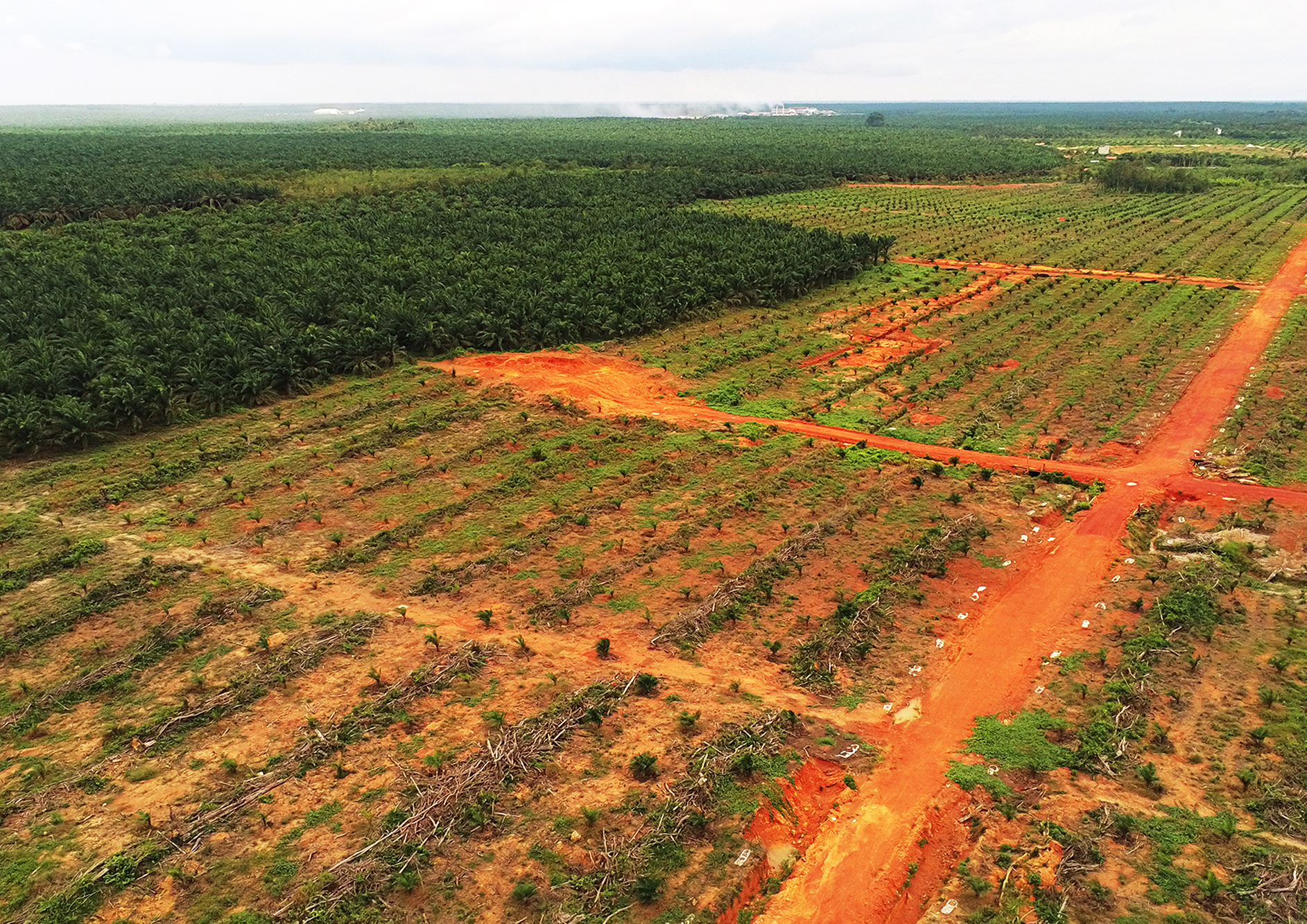 Indonesia Deforestation Palm Oil Plantation Rainforest