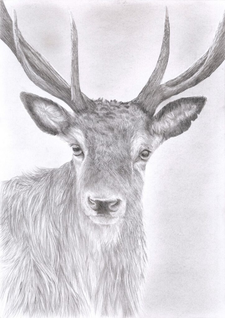 Brian Murphy and Jane Coleman: An Exhibition of Life, Ballet and Animal Drawings